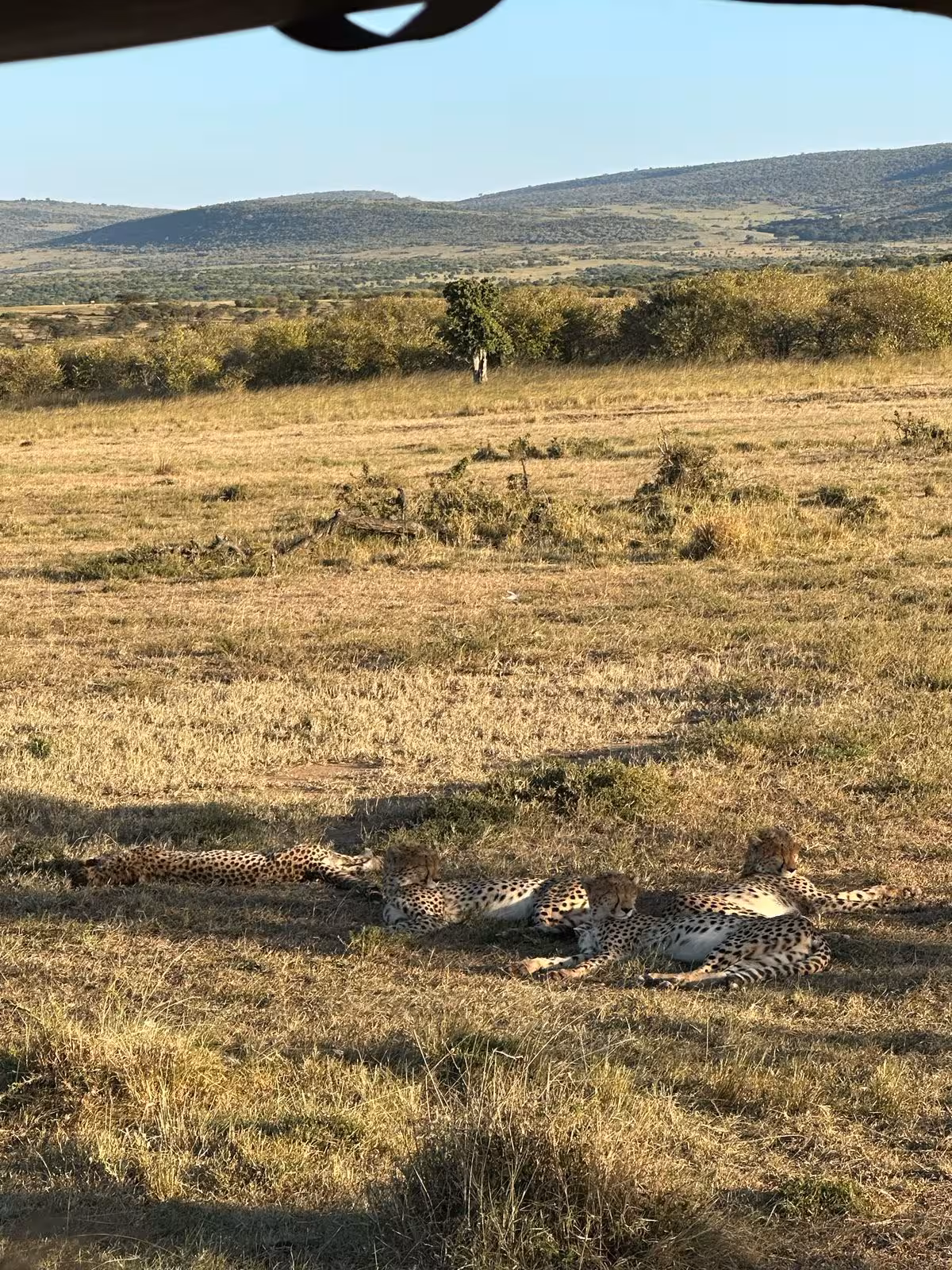 Cheetahs resting on the savannah in Maasai Mara, a highlight of the Nairobi, Naivasha, Maasai Mara & Coast Golf Adventure.