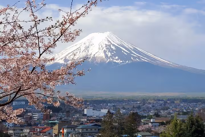 Cherry blossom tree framing snow-covered Mount Fuji and Fujiyoshida city on a guided Japan tour