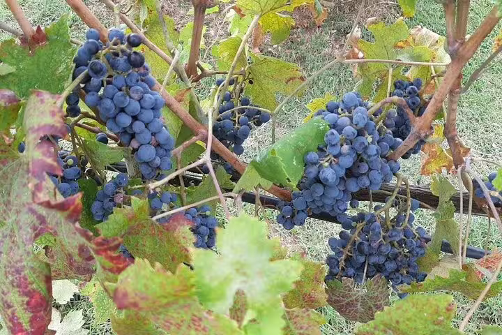 Ripe Sangiovese grape clusters hanging on vines in a Chianti Classico vineyard during a half-day wine tasting tour