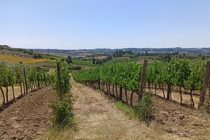 Sunlit vineyard rows stretching across Chianti Classico hills, showcasing Super Tuscan wine country landscapes