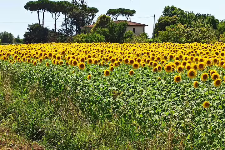 Vast sunflower field under blue Tuscan sky near a farmhouse, seen during Good Morning Chianti Classico countryside tour