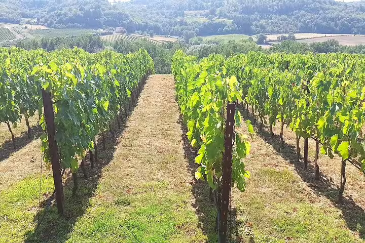 Neat rows of Chianti Classico vines on a hillside estate overlooking the Tuscan countryside on a San Gimignano wine tour
