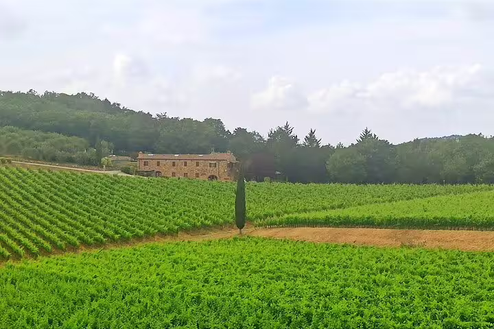 Rolling Chianti Classico vineyard with farmhouse and cypress tree on Tuscany wine tour from Florence, Italy