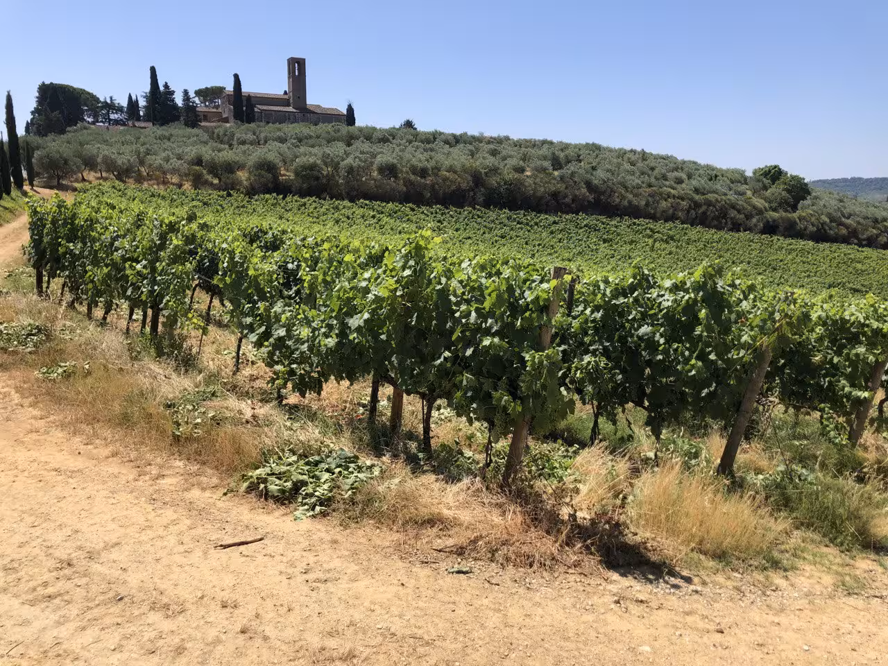 Lush vineyard in Chianti Classico with historic church in the background, perfect for wine tour enthusiasts.