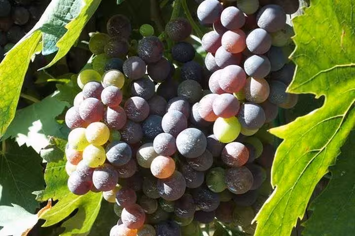 Sunlit Chianti grapes on the vine in Tuscany, featured on Rome to Castellina wine tasting day trip