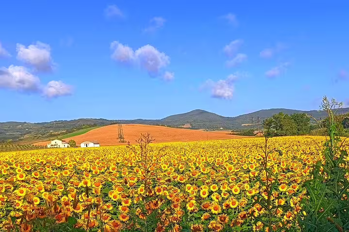 Sunflower field under a bright blue sky with rolling Chianti hills and Tuscan farmhouses on a summer walking tour route