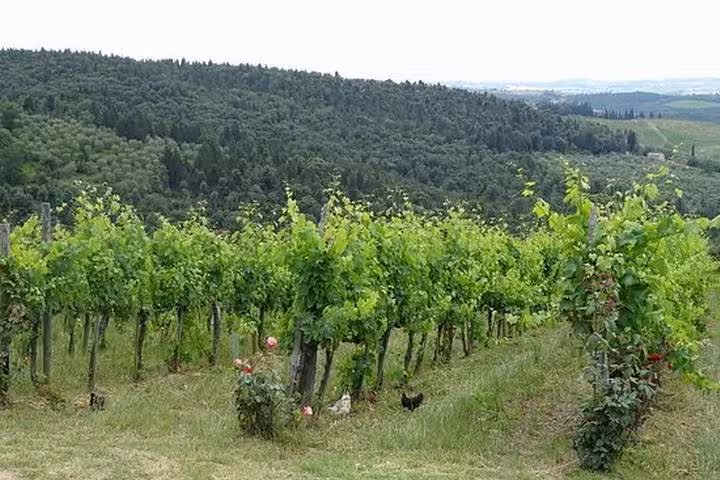 Chianti vineyard landscape near Castellina in Tuscany, scenic stop on wine tasting tour from Florence