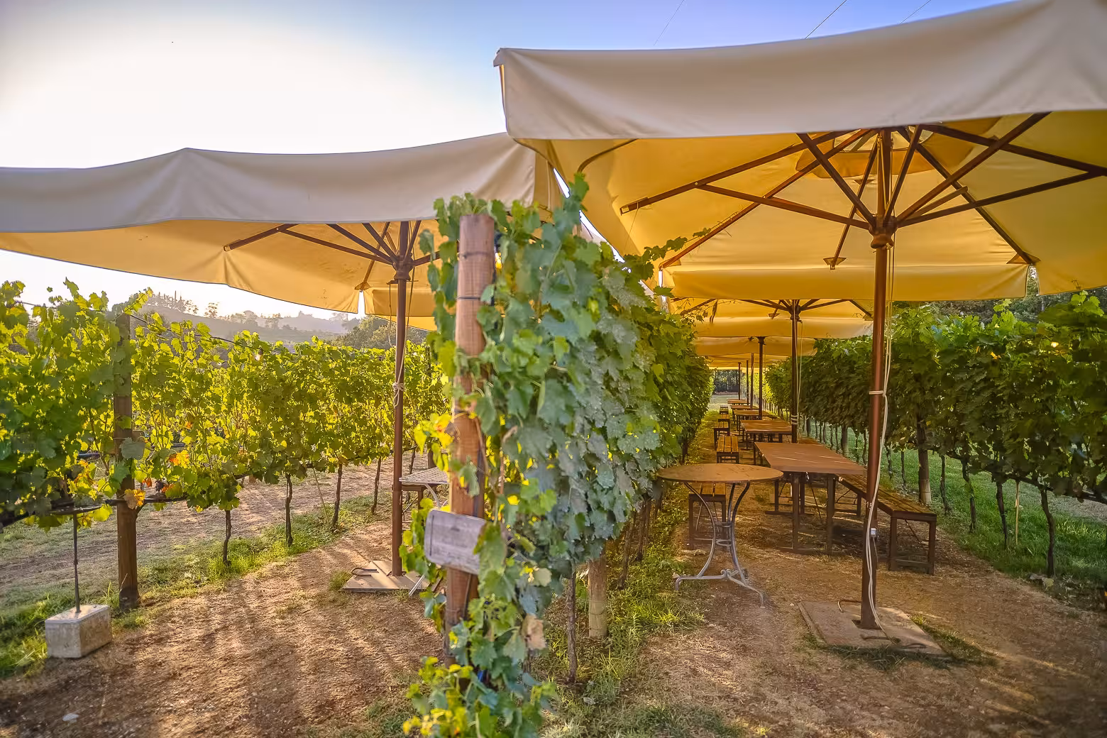 Shaded tables amidst vineyard rows offer a serene setting for wine tasting on the Siena and Chianti tour.