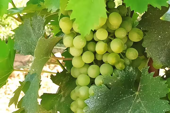 Close-up of ripe green grapes in a Chianti vineyard, highlighting Tuscan wine tasting on a private tour from Livorno