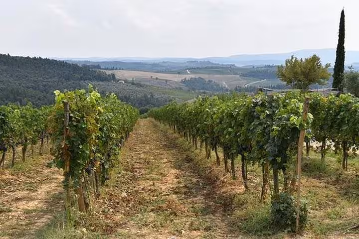 Vineyard rows in Chianti Classico hills near Greve, Tuscany, on wine tasting day trip from Florence