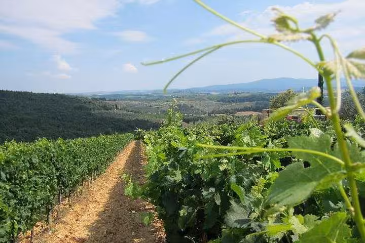 Vineyard path in Chianti hills near Castellina and Greve, scenic Tuscany wine tour day trip from Florence
