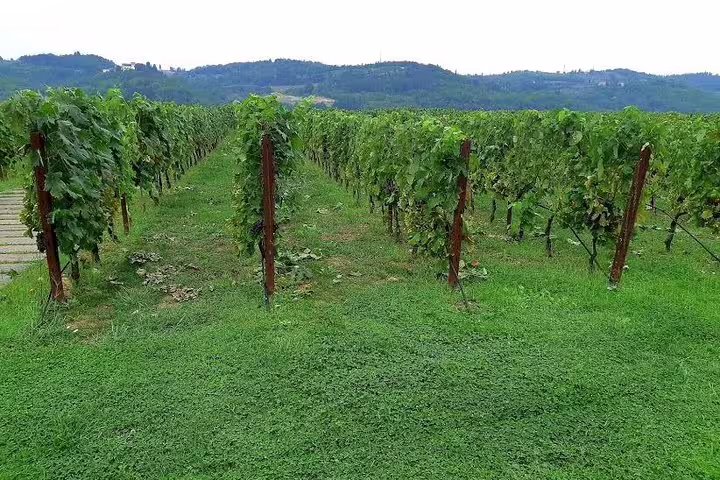 Lush Chianti vineyard rows stretching toward rolling Tuscan hills, ideal for a private wine tasting and countryside lunch tour