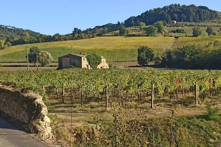 Sunlit Chianti vineyard and farmhouse landscape experienced on private afternoon wine tasting tour in Tuscany