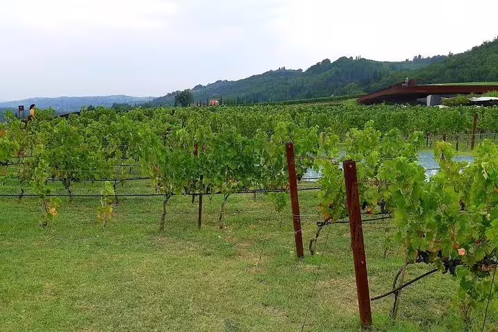 Lush green Chianti vineyard with rolling Tuscan hills, featured on a private wine tour with countryside lunch and tasting