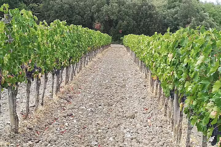 Rows of green vines in a Chianti vineyard visited on a private Tuscany tour with lunch and wine tasting from Pisa
