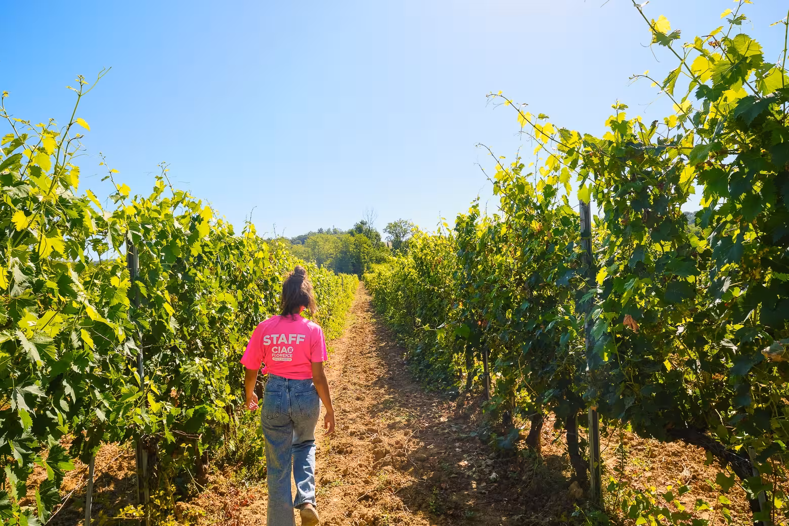 Staff member guiding visitors through lush vineyards in the beautiful Chianti wine region.