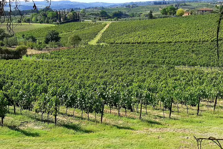 Sunlit Chianti vineyard rows stretching across rolling Tuscan hills, ideal for an exclusive wine tasting and lunch tour