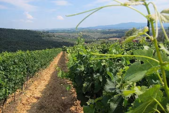 Chianti vineyards in Tuscany countryside on wine tasting day trip from Rome via Castellina in Chianti