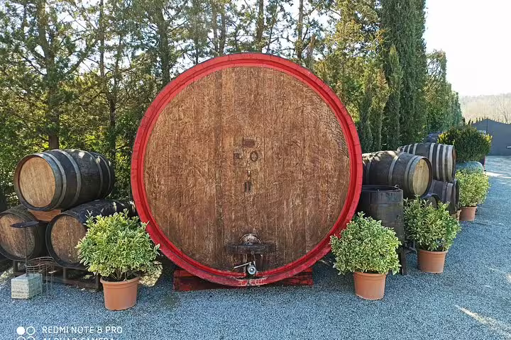 Large wooden wine barrels and greenery at a Chianti winery, highlighting cellar visit on exclusive Tuscan wine tour