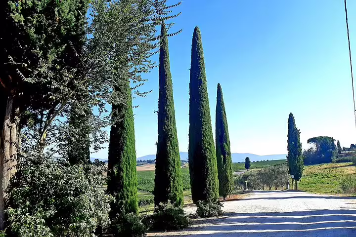 Scenic cypress-lined country road in the Chianti hills, ideal start for an exclusive Tuscan wine tour from Florence