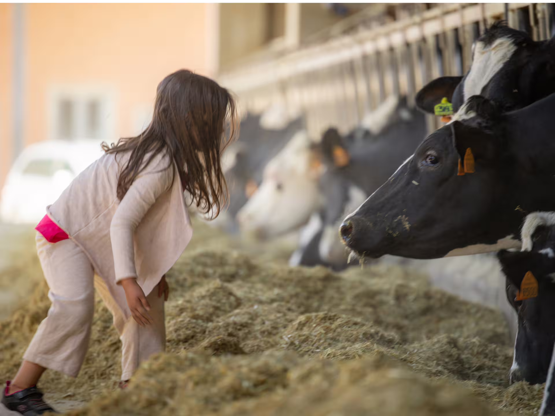 Child meets dairy cows at a Modena farm, part of a Parmigiano Reggiano cheese factory tour and tasting