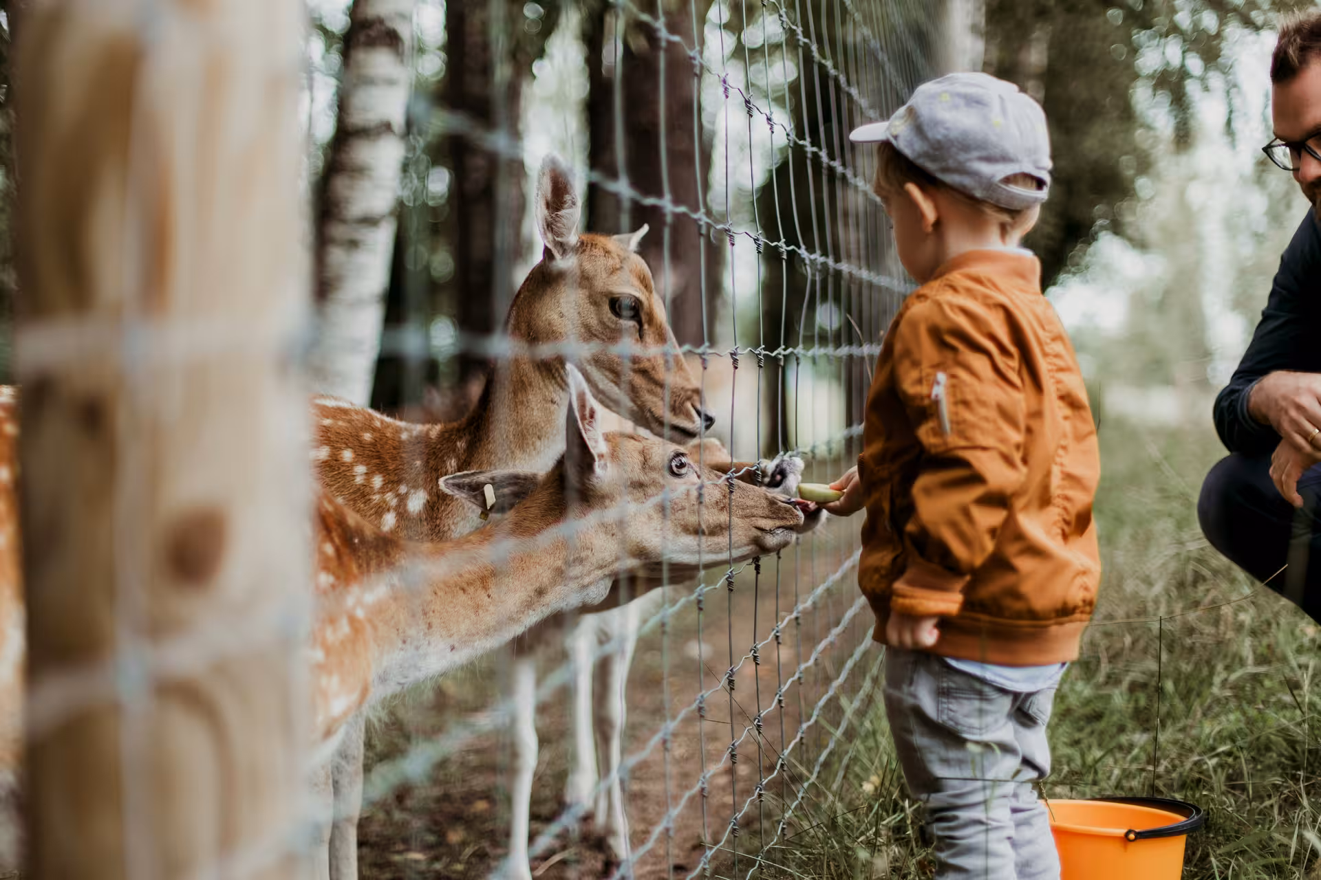Child feeding deer through a fence at Pistoia Zoo during family day trip from Florence.