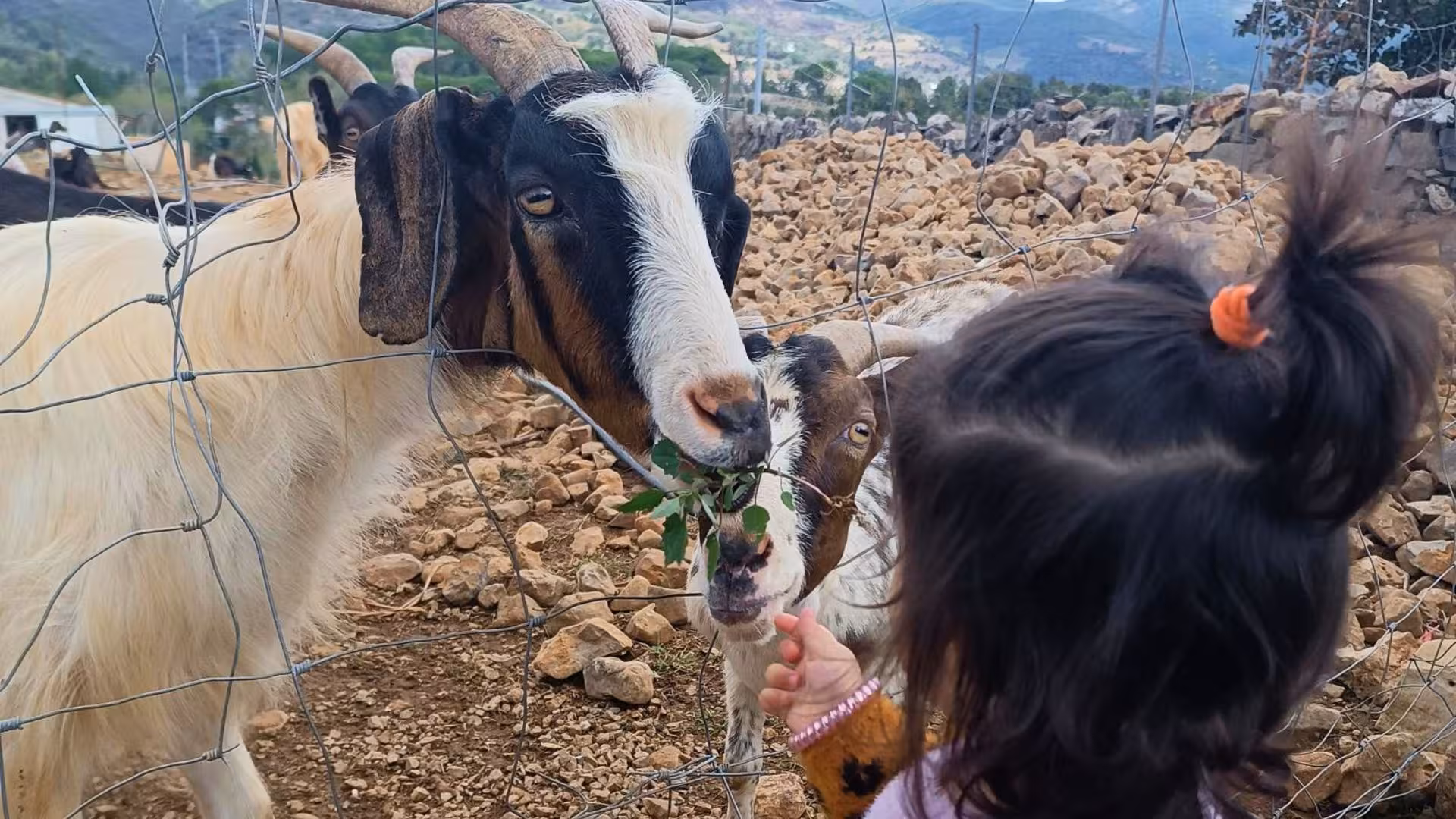Child feeding goats through a fence at a rustic farm in Seulo, showcasing interactive animal encounters on the tour.
