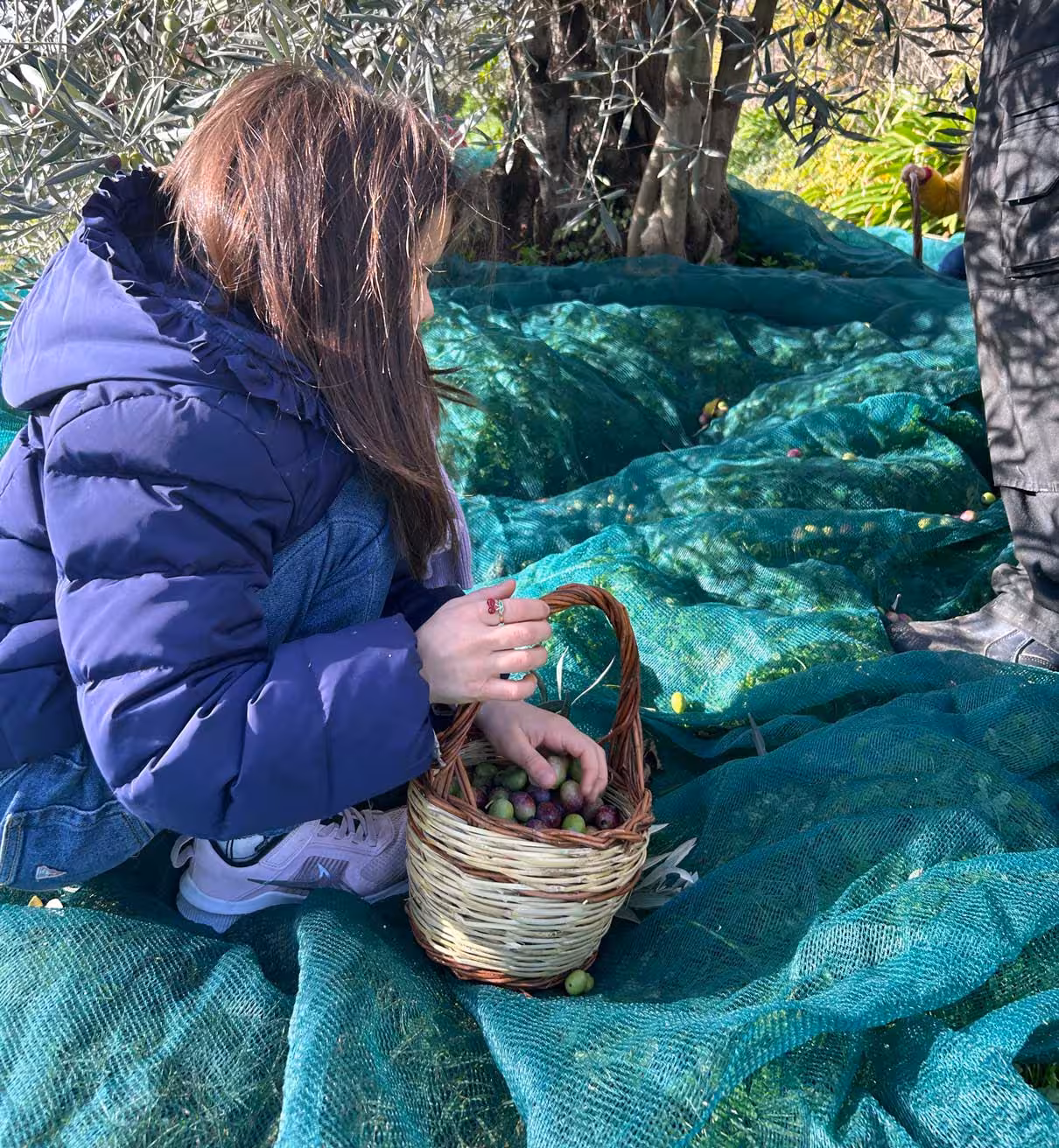 Child harvesting olives in a basket during farm visit in Oristano, ideal for oil tasting tours in Sardinia.