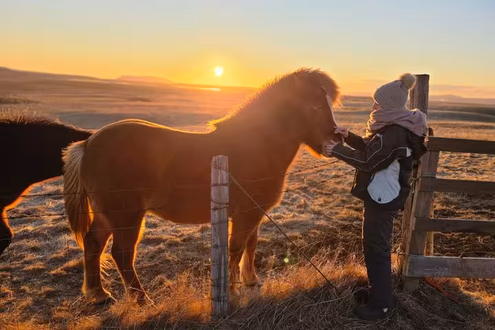 Child feeding a chestnut Icelandic horse over a fence at golden sunset on Iceland's south coast