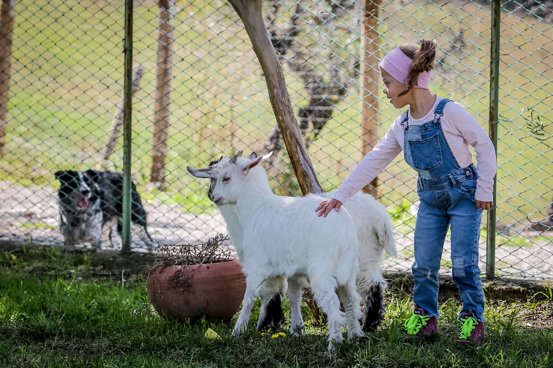 Child petting a young goat at the farm on San Leo Cashmere Grazing with the Shepherd experience