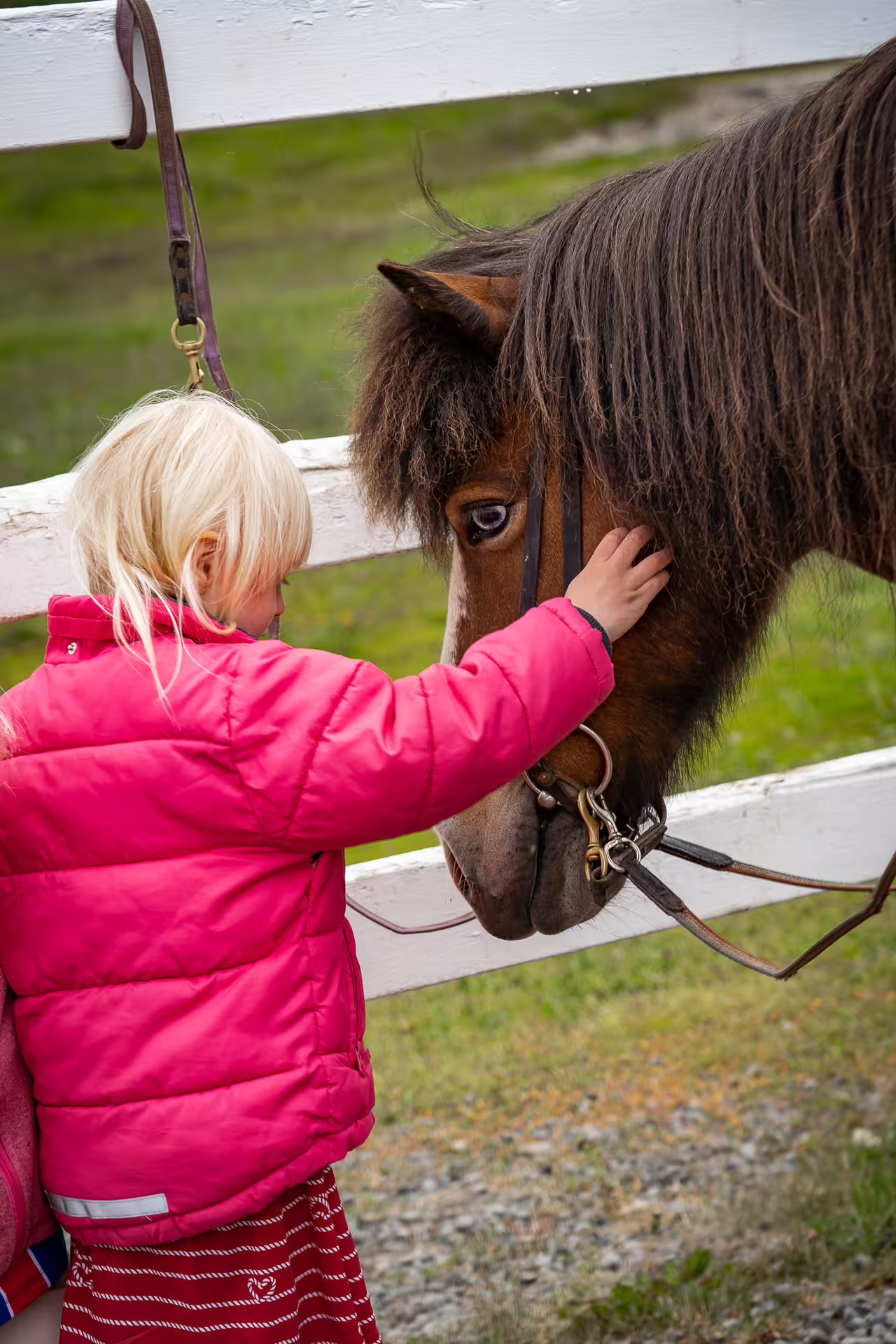 Young girl petting a dark brown Icelandic horse over a white fence in North Iceland