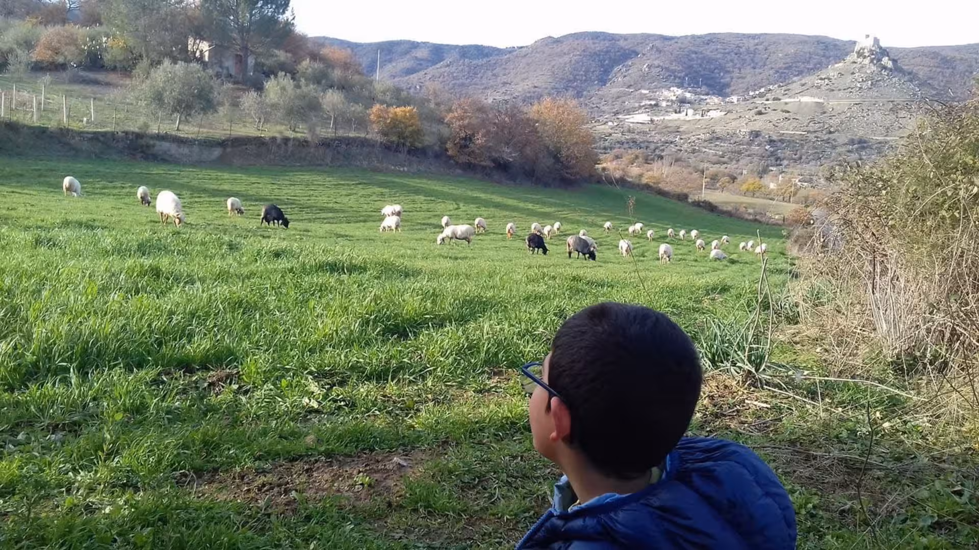 Child observing a serene flock of sheep grazing in Burgos' picturesque countryside, ideal for family farm visits.
