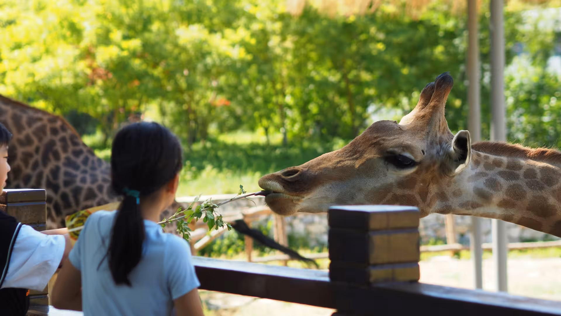Children feeding a giraffe at Pistoia Zoo, a highlight of the family day trip from Florence.