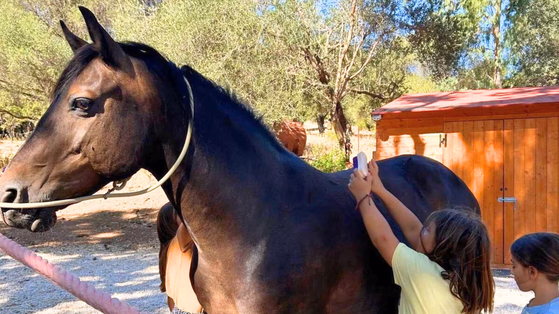 Children grooming a horse under the sun at Dorgali's first riding experience, perfect for family adventure.