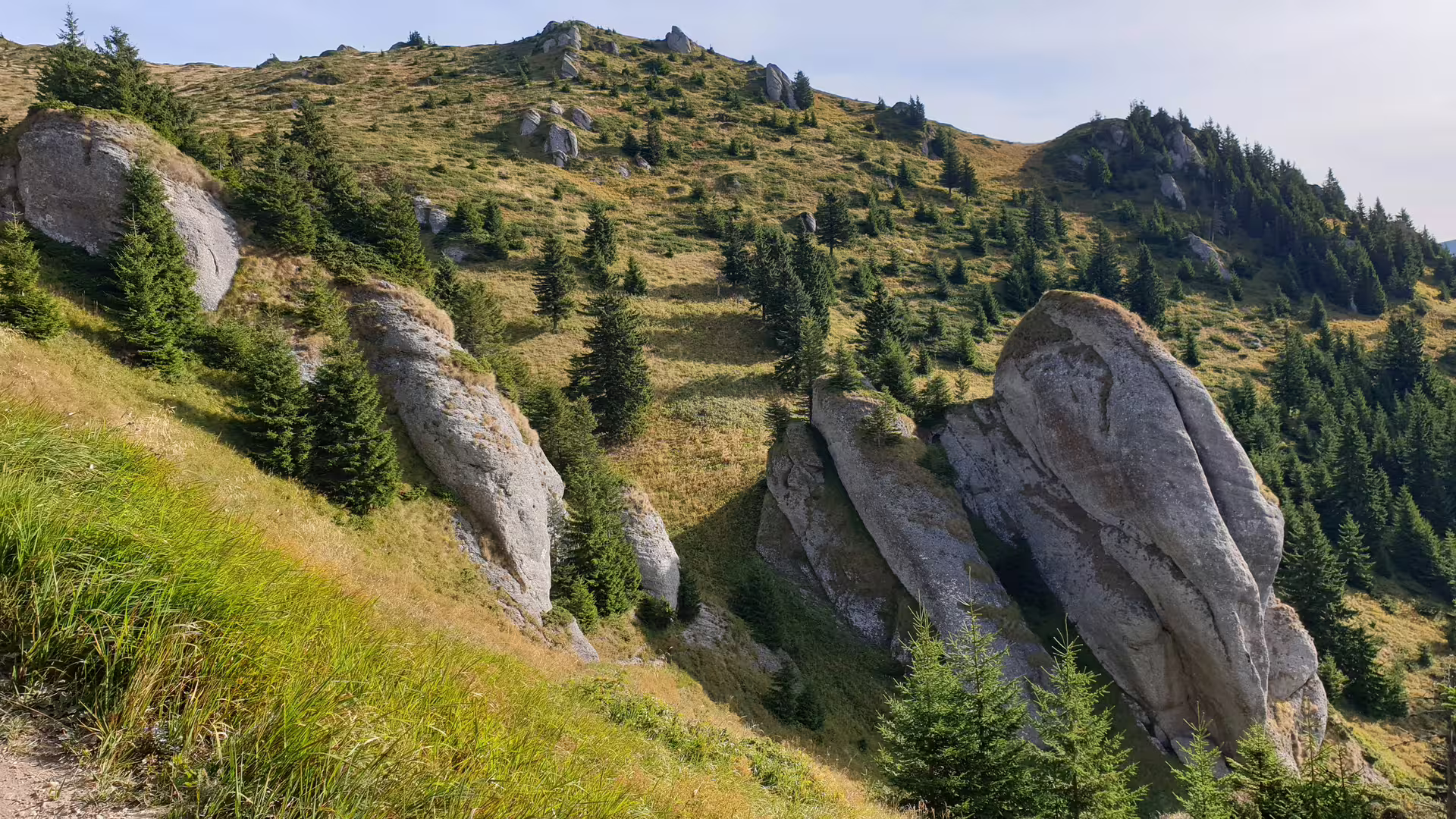 Rocky limestone formations and spruce trees on the slopes of Ciucas Peak, Romania