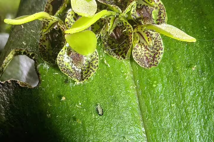 Close-up of speckled orchids in the Cloud Forest, highlighting the rich biodiversity of Curi-Cancha tours.