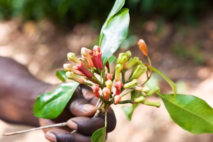 A hand holding vibrant clove buds at a spice farm in Zanzibar, highlighting the island's rich spice heritage.