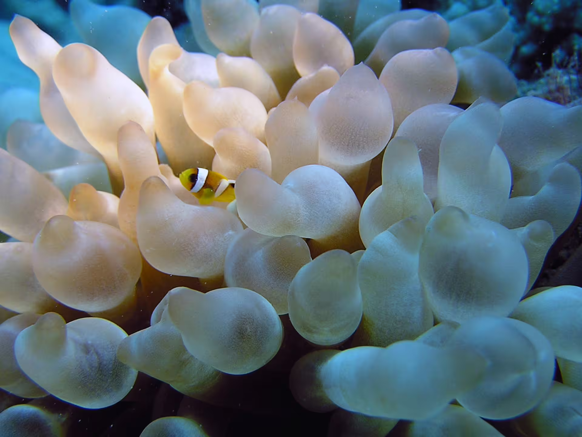 Clownfish hiding in sea anemone at Abu Dabbab Bay, Red Sea snorkeling tour from Hurghada with reef life