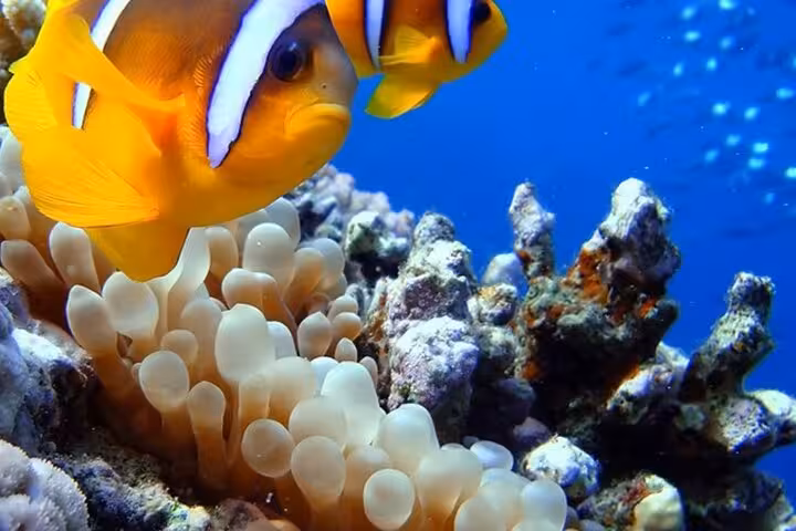 Clownfish swimming by sea anemone in Sharm El Naga National Park, a top Hurghada snorkeling tour