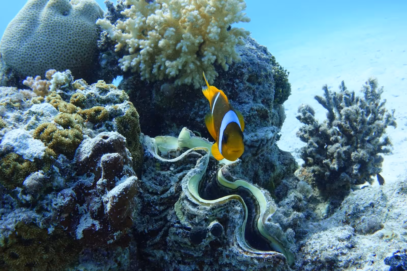 Clownfish swimming near giant clam on coral reef during Marsa Alam snorkeling boat tour