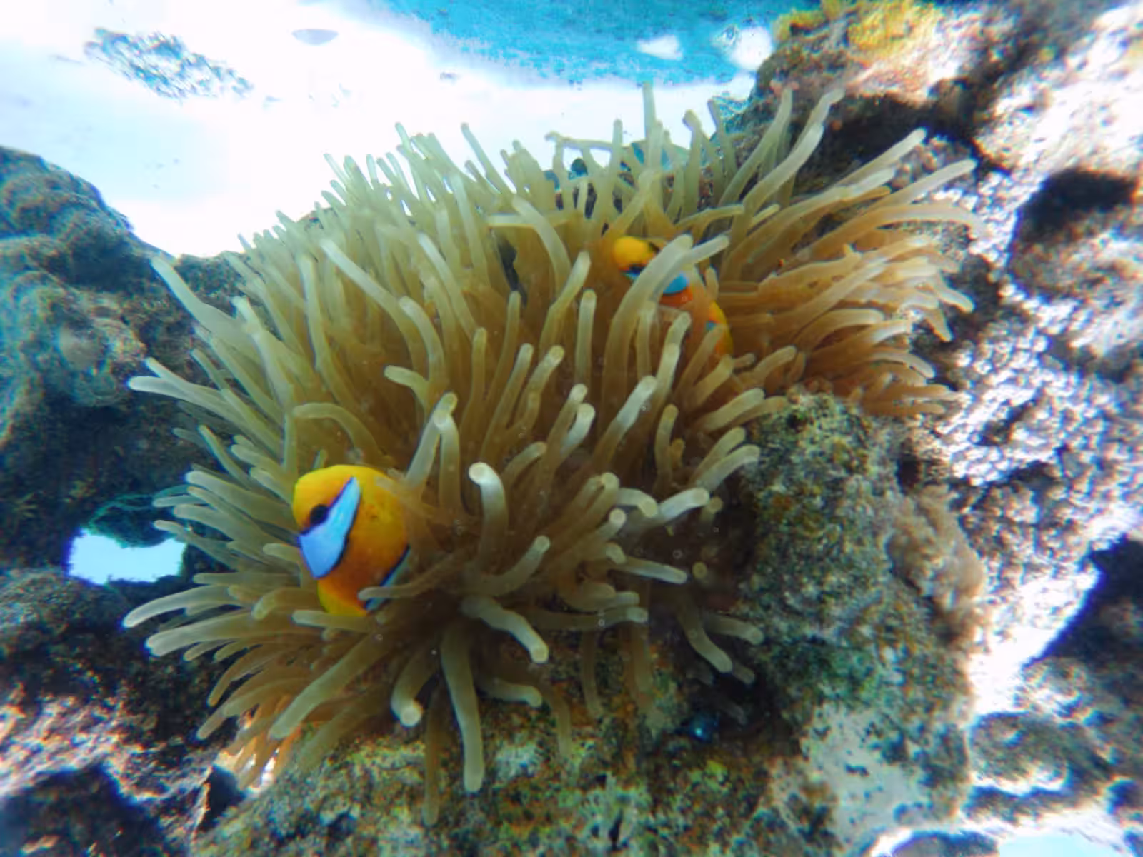 Clownfish swimming among sea anemone tentacles at Sataya Reef coral underwater