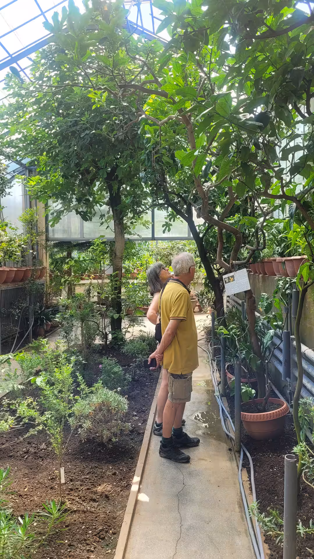 Two visitors exploring lush greenhouse with fig trees and tropical plants on nature day trip
