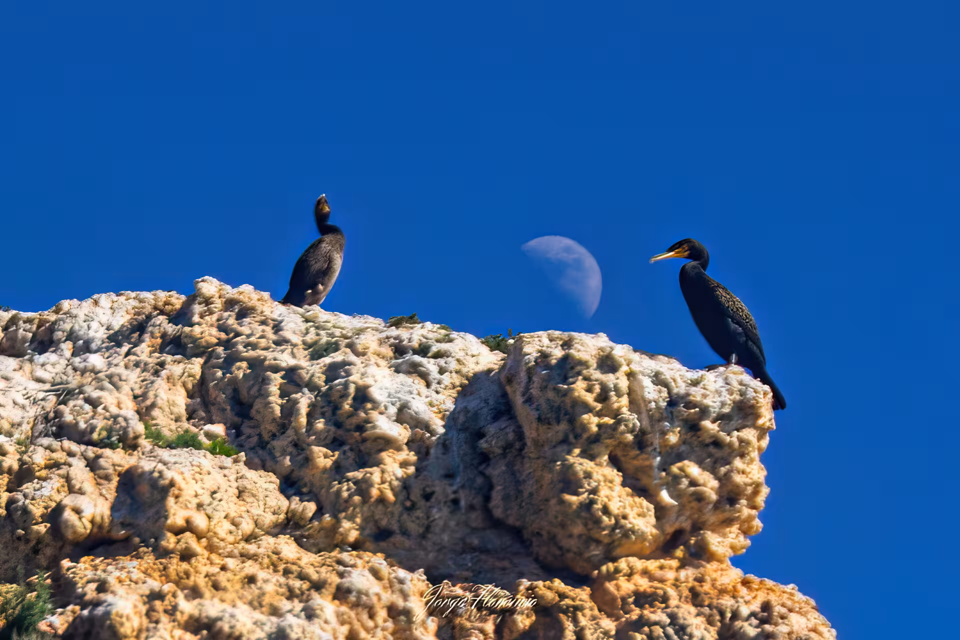 Two coastal seabirds perch on rugged sea cliffs under a bright blue sky with the moon during a marine wildlife excursion