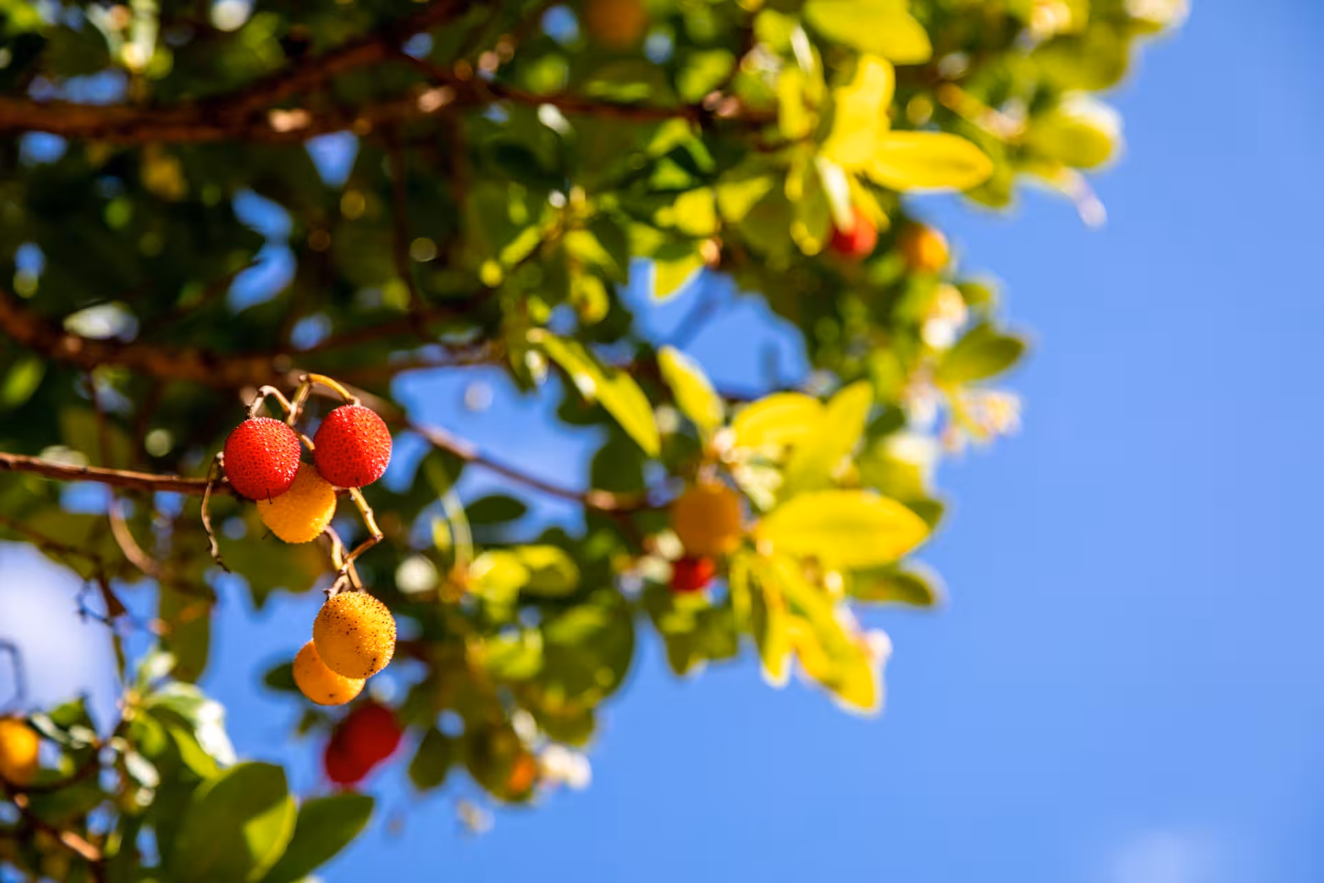 Close-up of colorful arbutus berries hanging from a tree against clear blue sky on a sunny Madeira jeep safari excursion