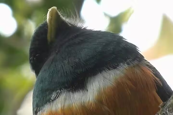 Close-up of a colorful bird perched on a branch in the Cloud Forest during a Curi-Cancha birdwatching tour.
