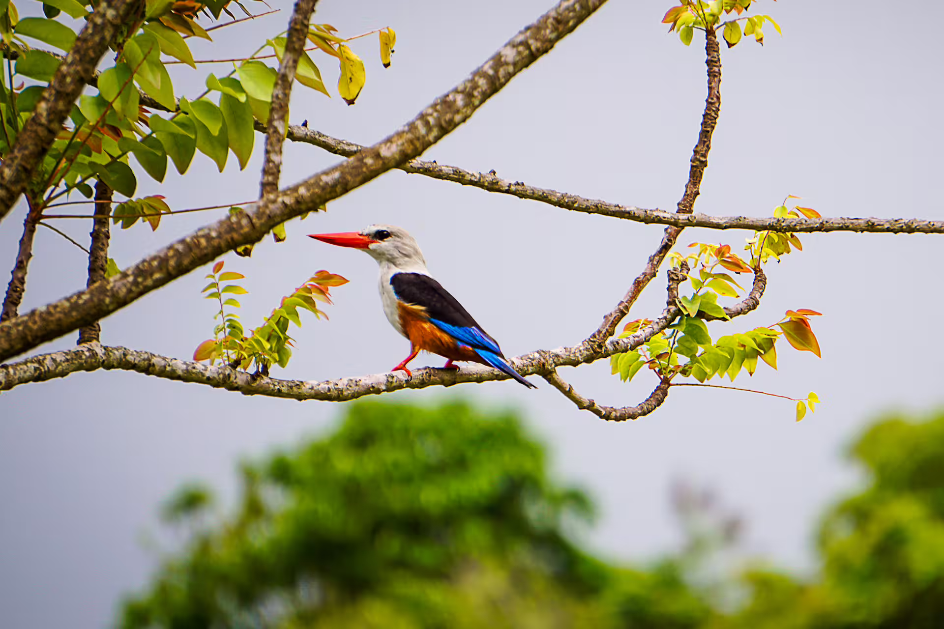 Colorful bird perched on a branch in Monte Tchota Natural Park, highlighting native wildlife on Santiago's summit hike.