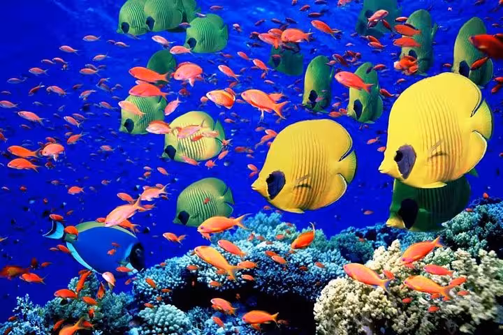 Colorful coral reef fish in Egypt’s Red Sea, ideal for snorkeling and scuba diving tours in Hurghada