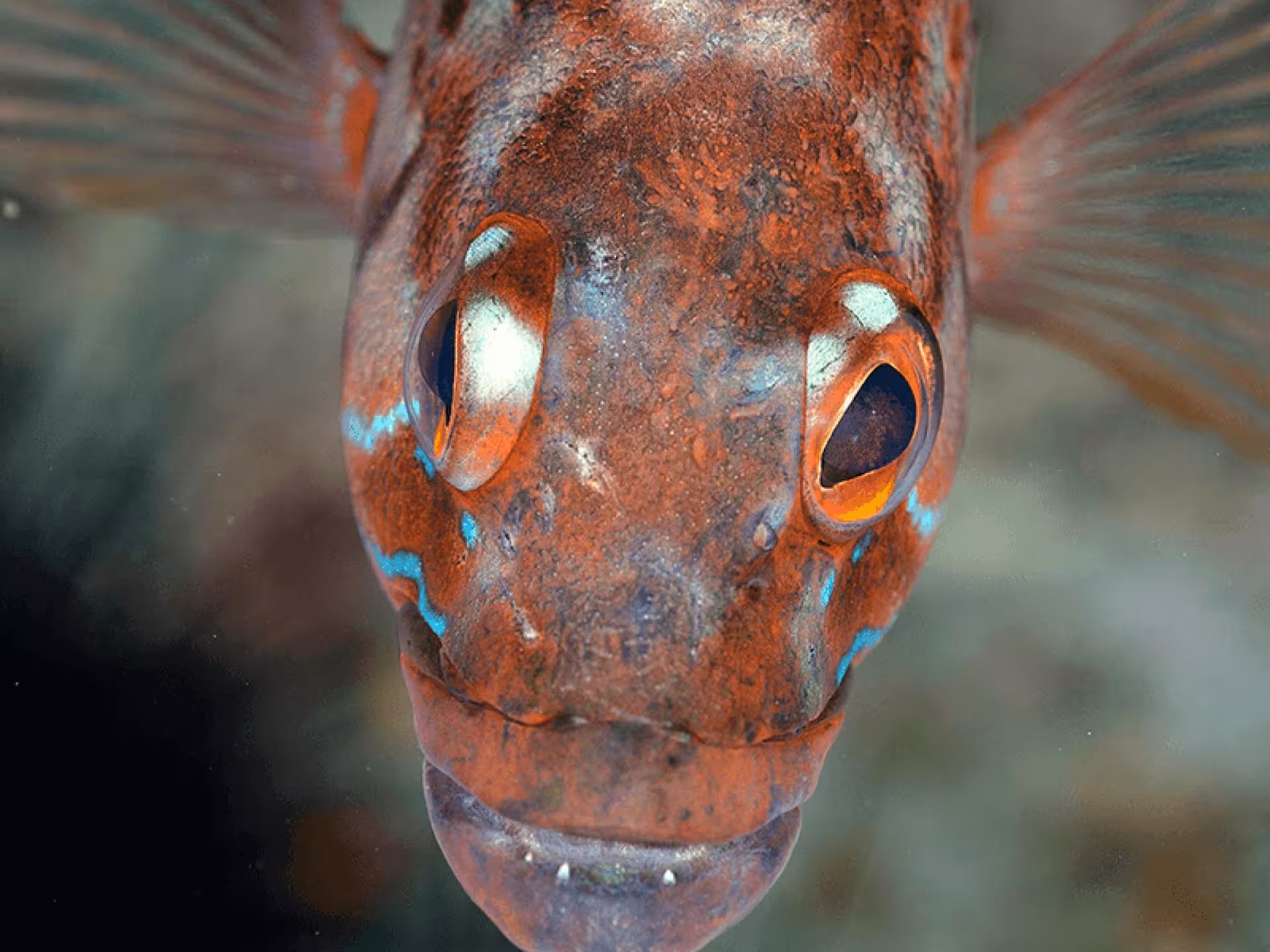 Close-up of colorful fish with vibrant patterns, highlighting marine life on our snorkeling adventure in the eco-park.