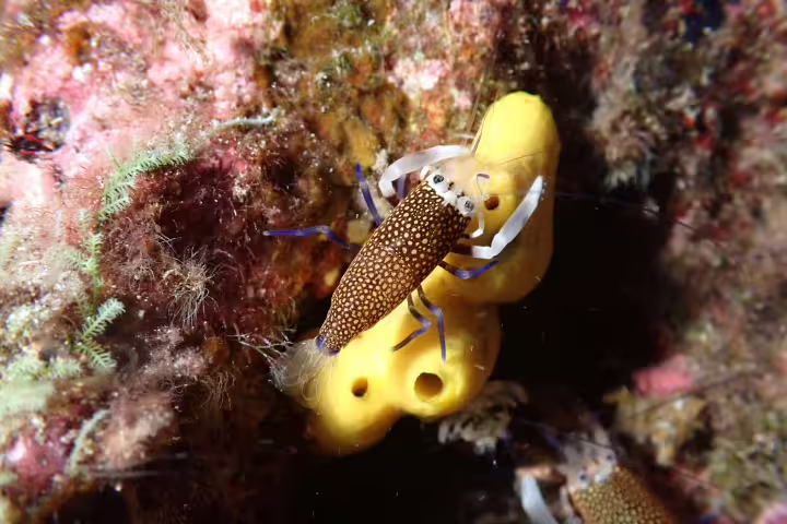 Colorful shrimp on vibrant coral reef during night snorkeling adventure, showcasing marine life diversity and underwater exploration.