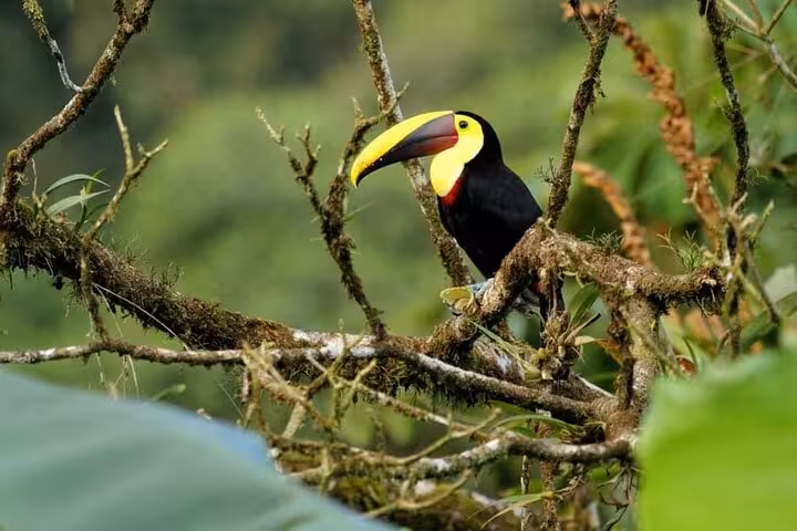 Colorful toucan perched in lush forest, spotted on a private bird watching tour.